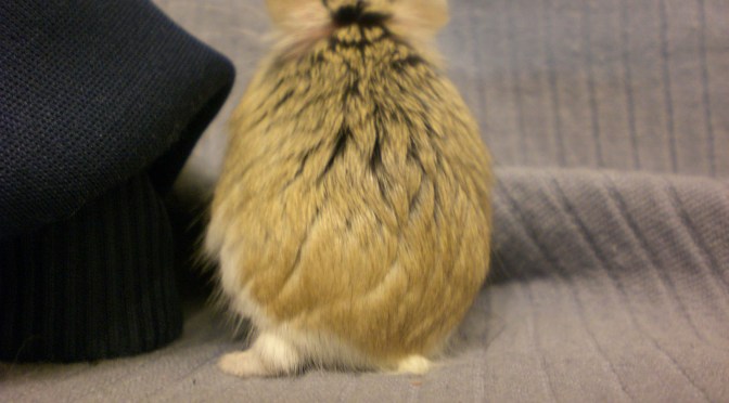 Our Beloved First Pet