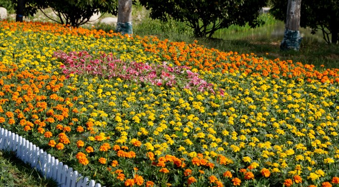 At the Guangyun Lake